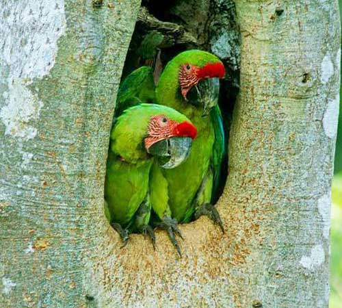 Попугаи сидят в дупле дерева