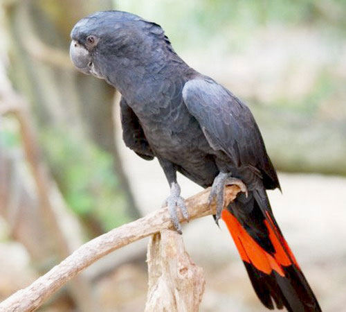Попугай траурный какаду - внешний вид