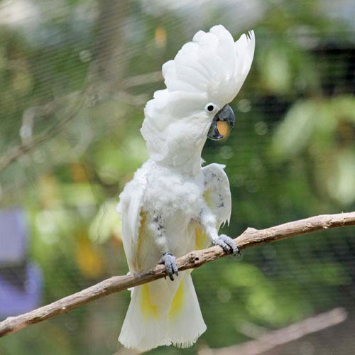 Белохохлый какаду - внешний вид