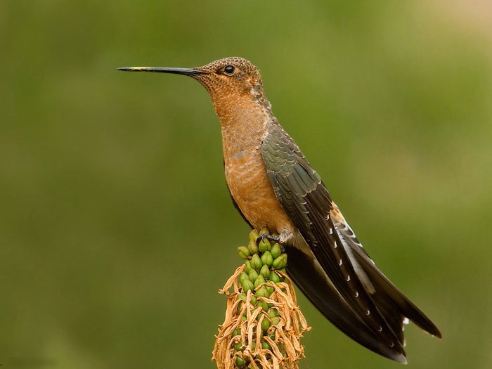 Исполинский колибри, описание, фото