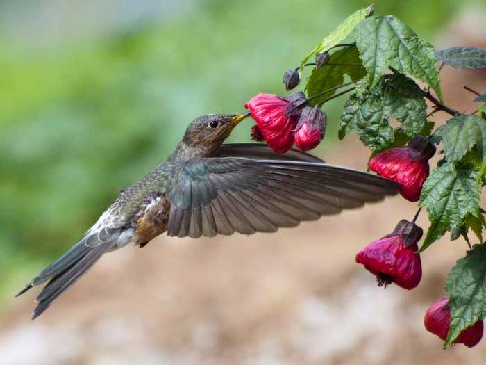 Исполинский колибри пьёт нектар