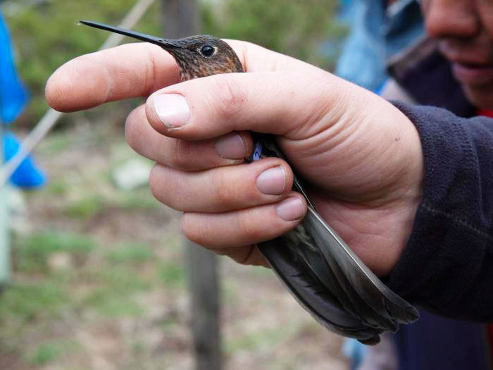 Исполинский колибри в руке человека