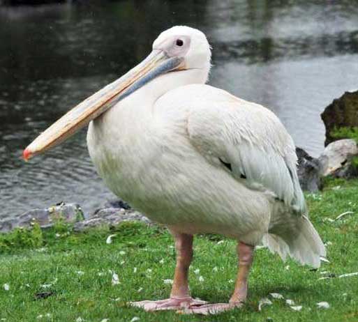 Внешний вид пеликана