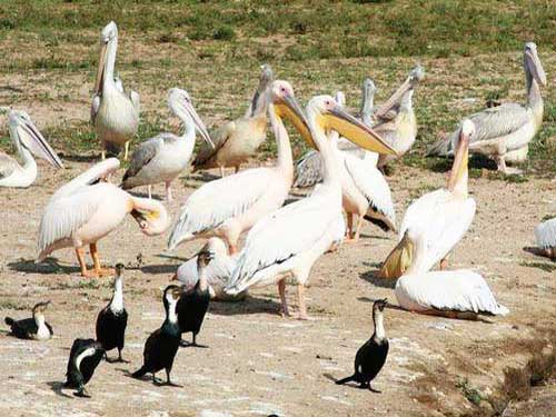 Колония пеликанов