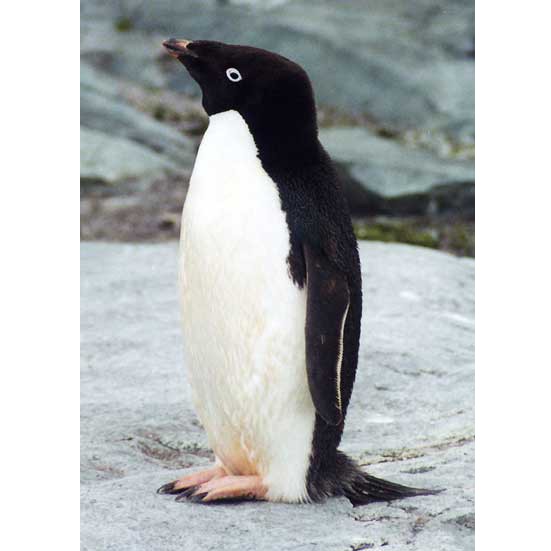 Пингвины в снегах Антарктики