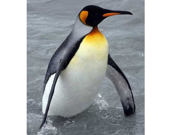 Внешний вид королевского пингвина