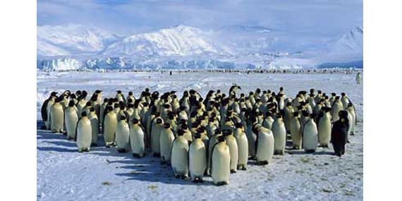 Колония пингвинов