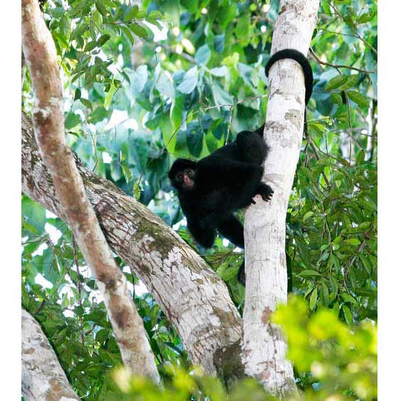 Перуанская коата на дереве
