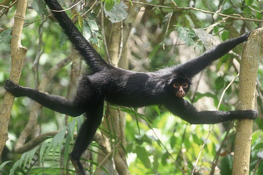 Перуанская коата между деревьев