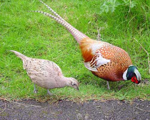 Самец и самка ищут пищу