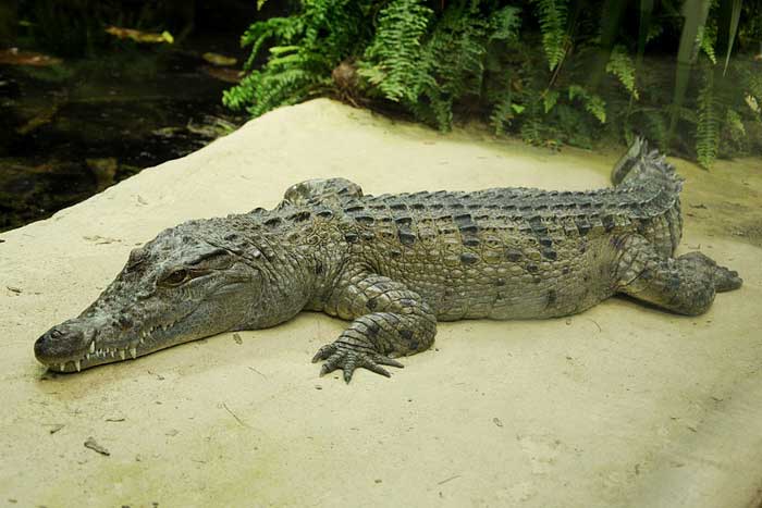 Филиппинский крокодил - внешний вид