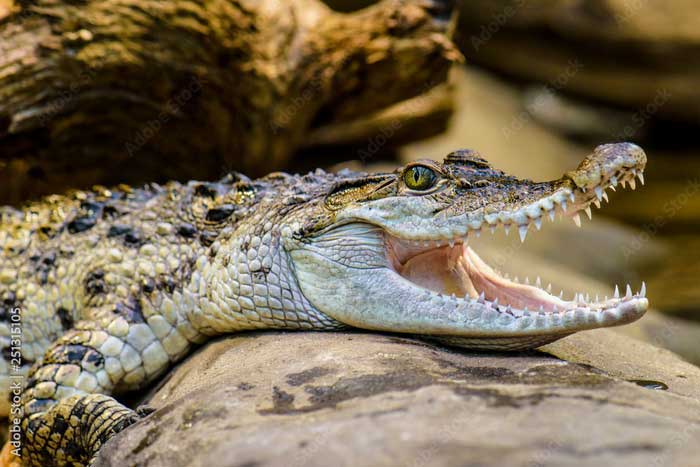 Филиппинский крокодил с открытой пастью