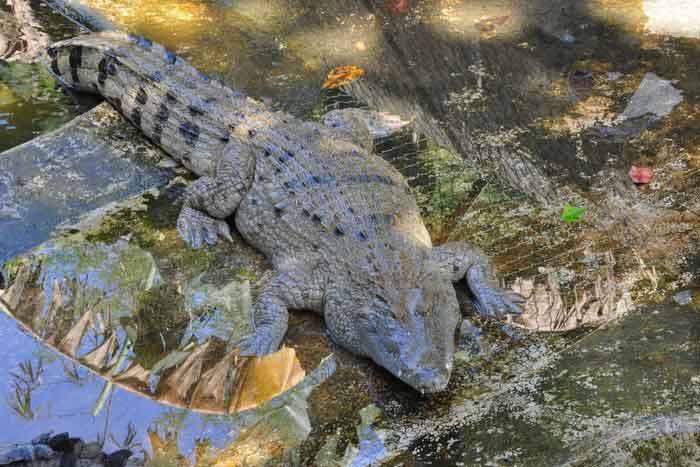 Филиппинский крокодил под водой
