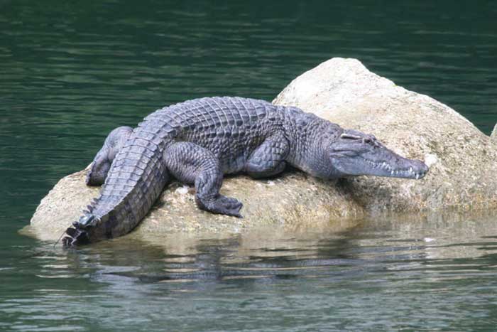 Филиппинский крокодил на камне
