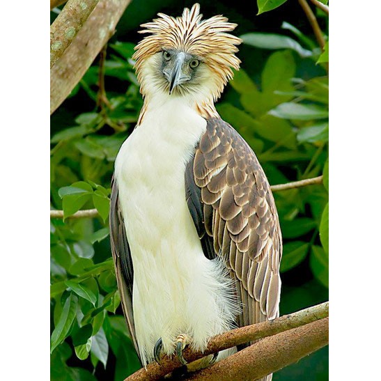 Филиппинский орёл - внешний вид
