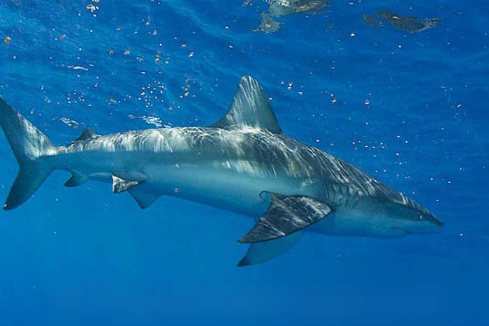 Свиноглазая серая акула, описание, фото