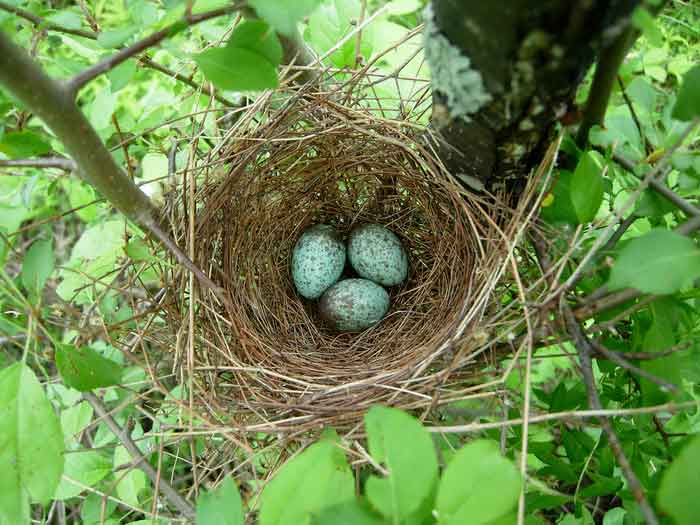 Гнездо с яйцами щура обыкновенного
