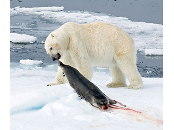 Медведь поймал тюленя