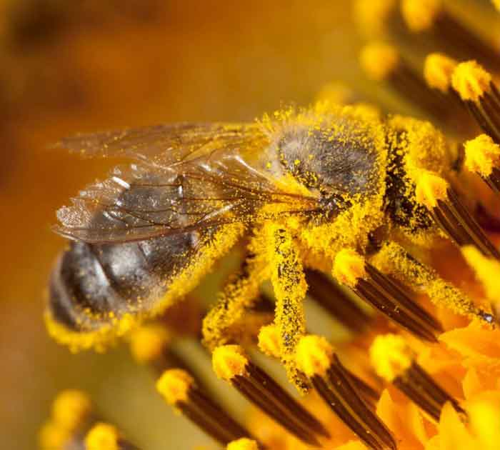 Пчела добывает пыльцу