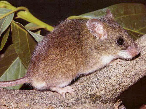 Малая крыса - внешний вид