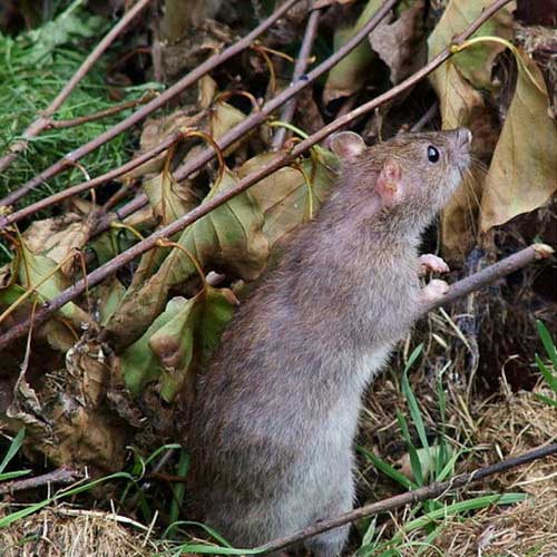 Малая крыса ест листву