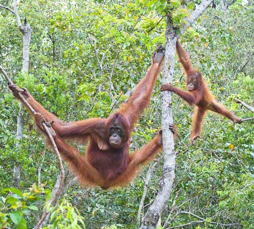 Два орангутанга на деревьях