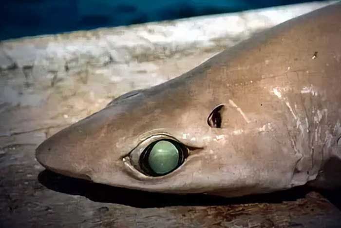 Глаз белоглазой акулы