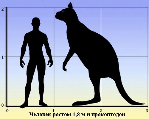 Размеры человека и прокоптодона