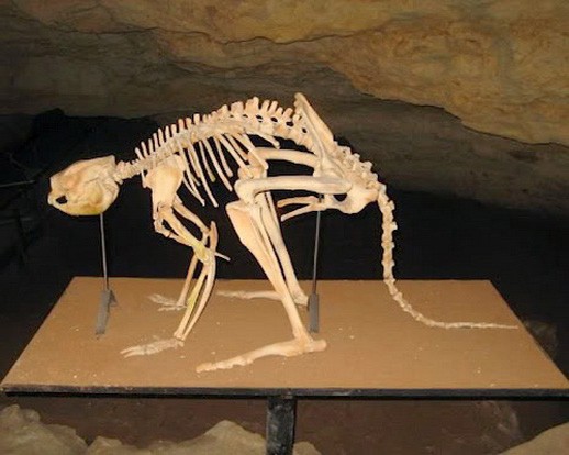 Скелет прокоптодона в музее