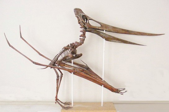 Скелет птеранодона в музее