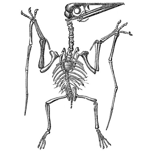 Рисунок скелета птеродактиля