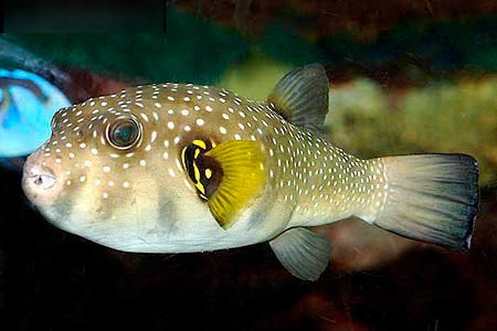 Рыба фугу - внешний вид