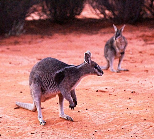 Карликовый кенгуру - внешний вид