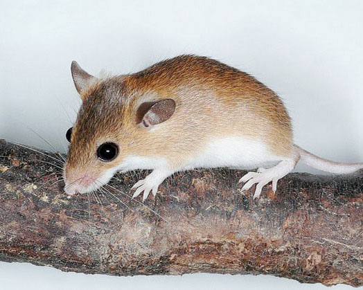 Карликовая мышь, фото