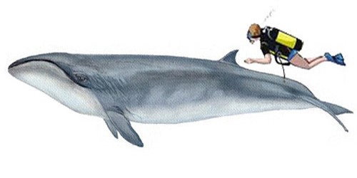 Карликовый кит, фото