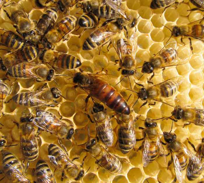 Пчелиная матка отличается от других пчёл размерами