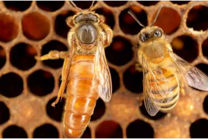 Пчелиная матка и рабочая пчела