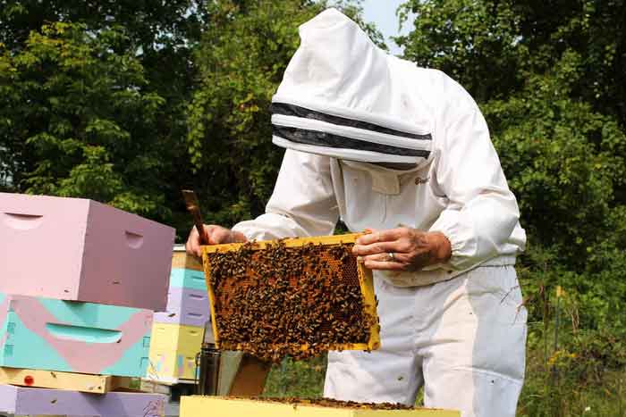 Пчеловод работает с ульем