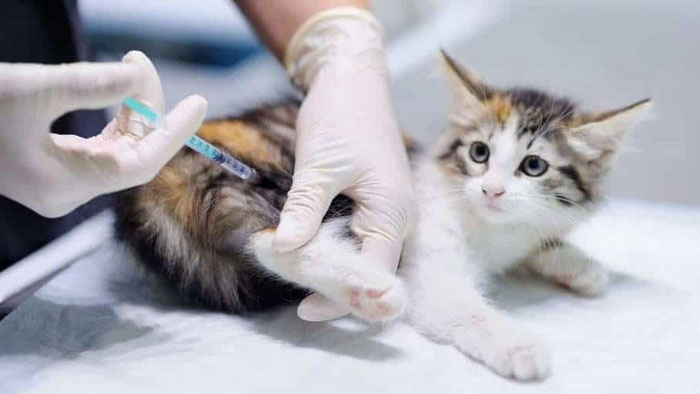 Кошке ставят прививку