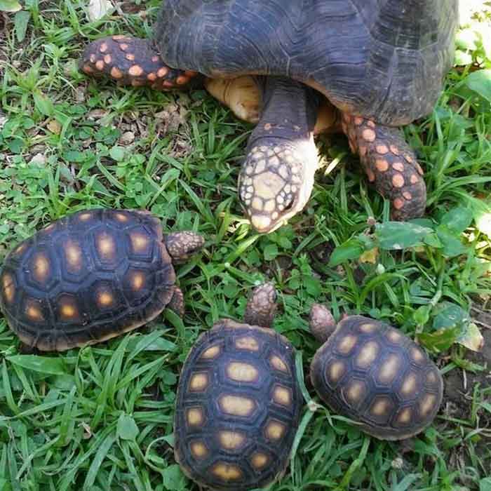 Угольная черепаха с черепашками