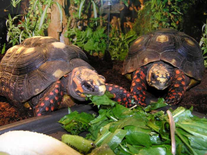 Угольные черепахи едят листву