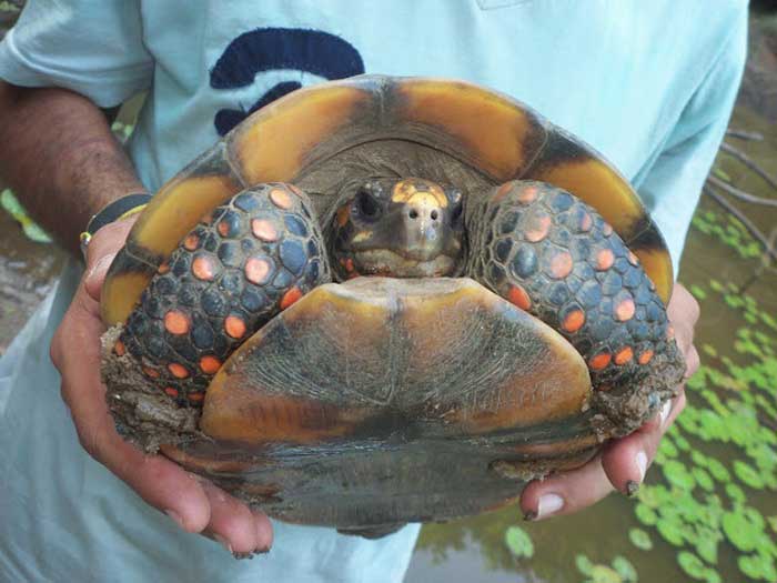 Угольная черепаха в руках человека
