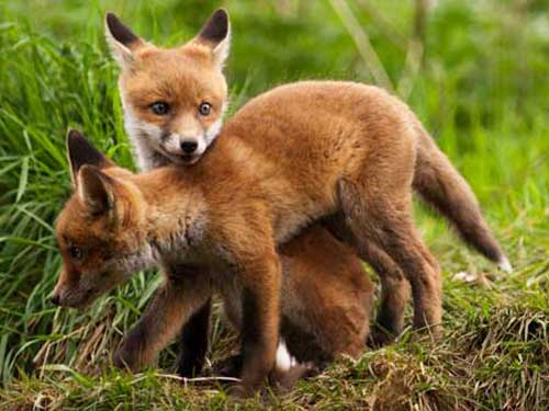 Детёныши рыжей лисицы