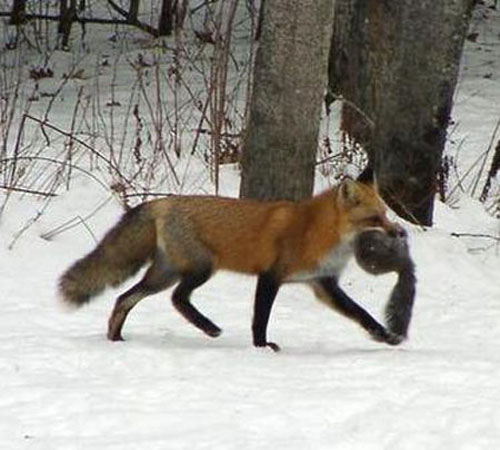 Рыжая лисица с добычей