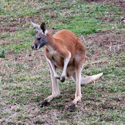 Рыжий кенгуру - внешний вид