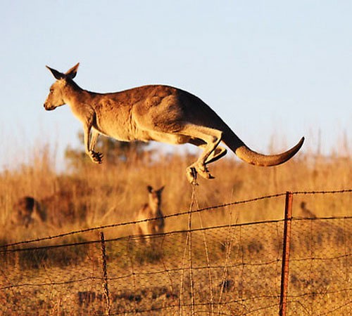 Прыжок рыжего кенгуру