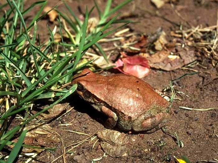 Красная жаба возле кустов
