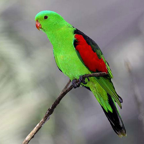 Краснокрылый попугай - внешний вид