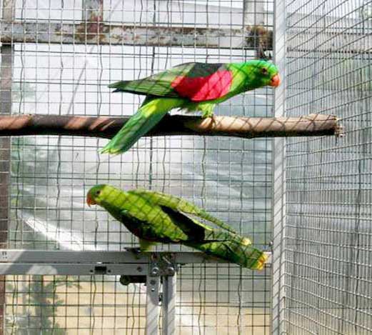 Краснокрылый попугай сидит в клетке