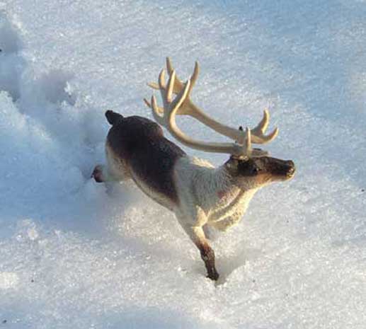 Северный олень бежит по снегу